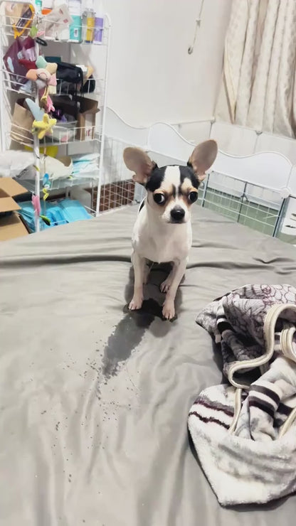 Dog pee pad